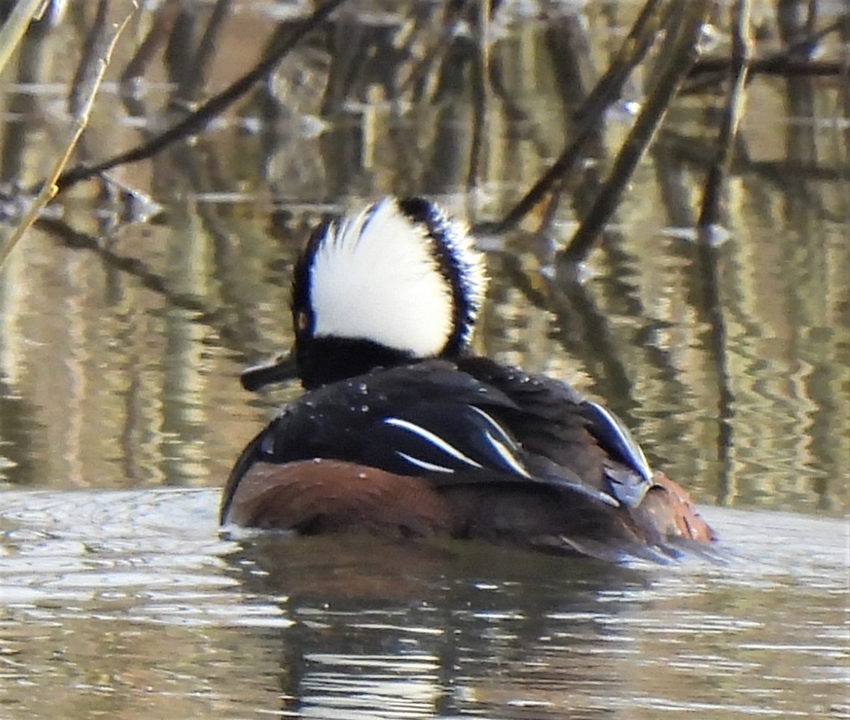 Hooded Merganser - ML313086451