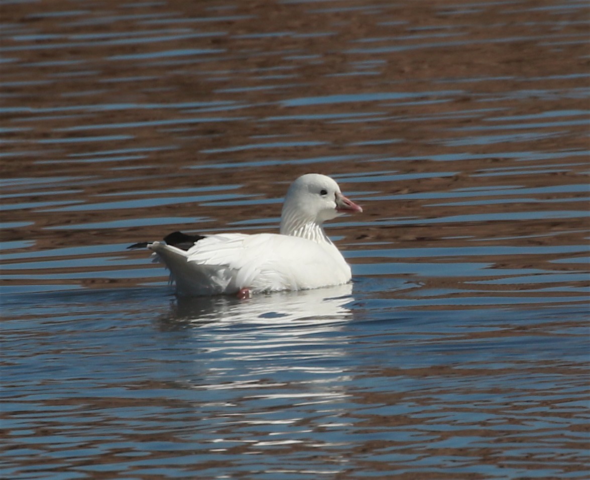 Ross's Goose - ML313086591