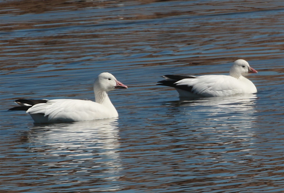 Ross's Goose - ML313086651