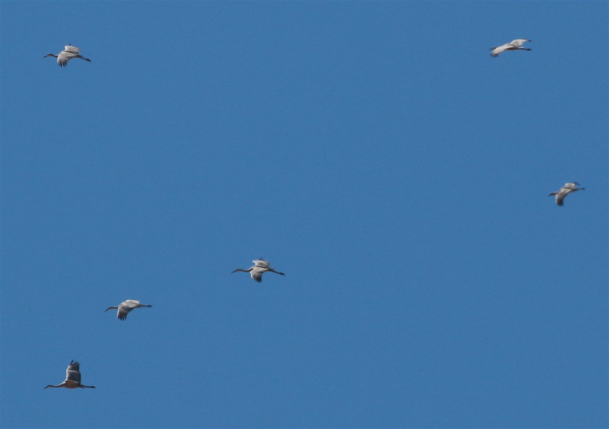 Sandhill Crane - ML313086721