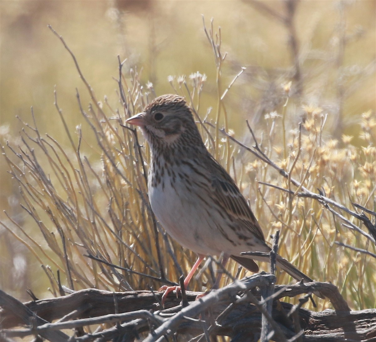 Vesper Sparrow - David Stejskal