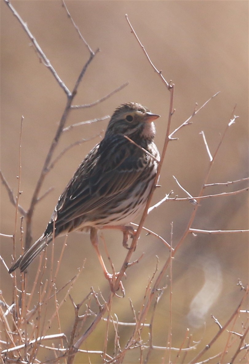 Savannah Sparrow - ML313086931