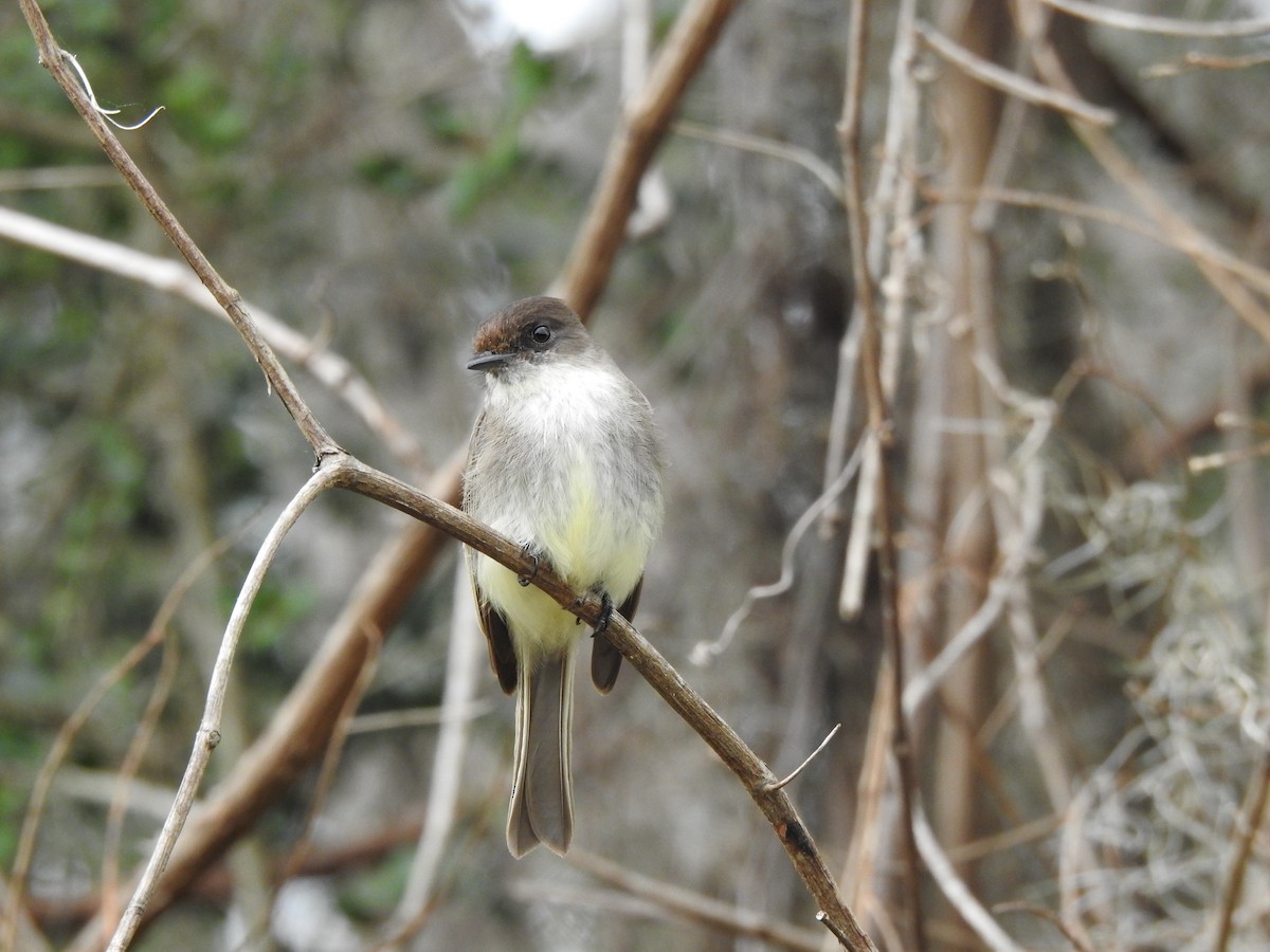 Eastern Phoebe - ML313086951