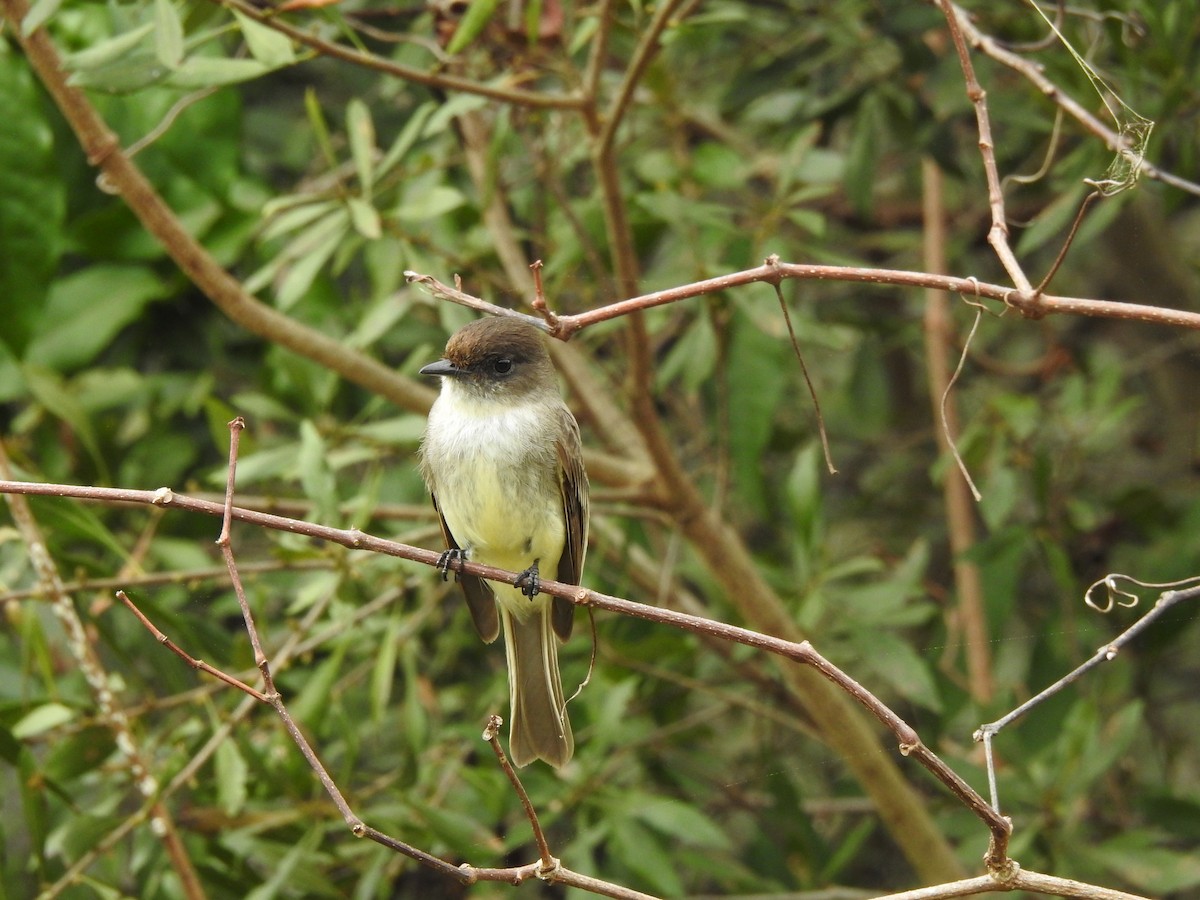 Eastern Phoebe - ML313087191