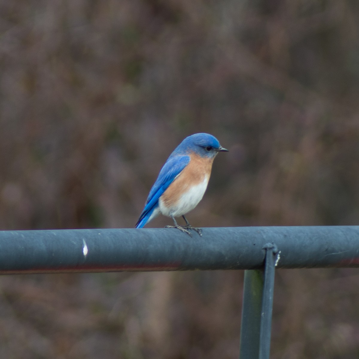 Eastern Bluebird - ML313087401