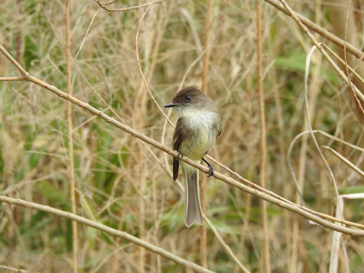 Eastern Phoebe - ML313087481