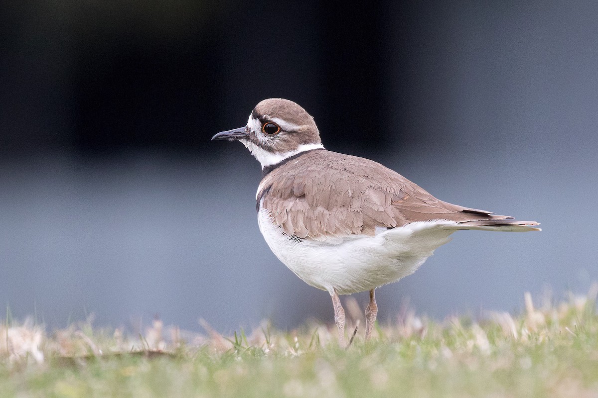 Killdeer - Garrett Lau