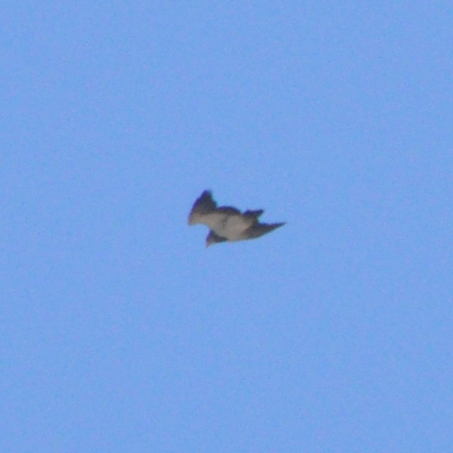 Black-chested Buzzard-Eagle - ML313087751