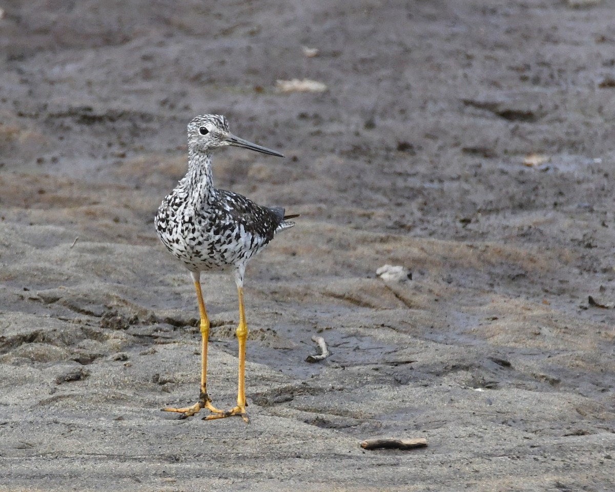 Greater Yellowlegs - Dorrie Holmes