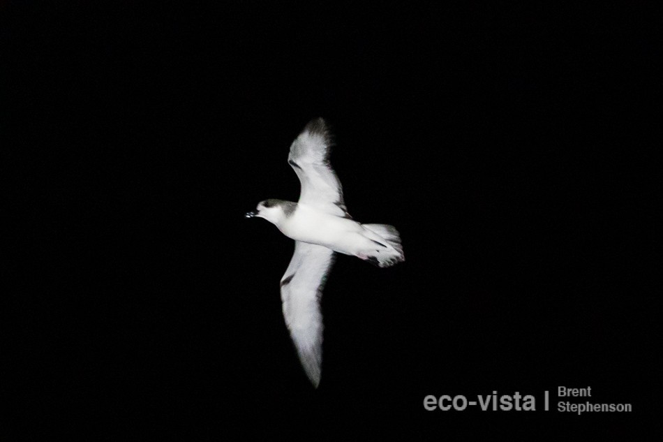 Petrel de las Juan Fernández - ML313089051