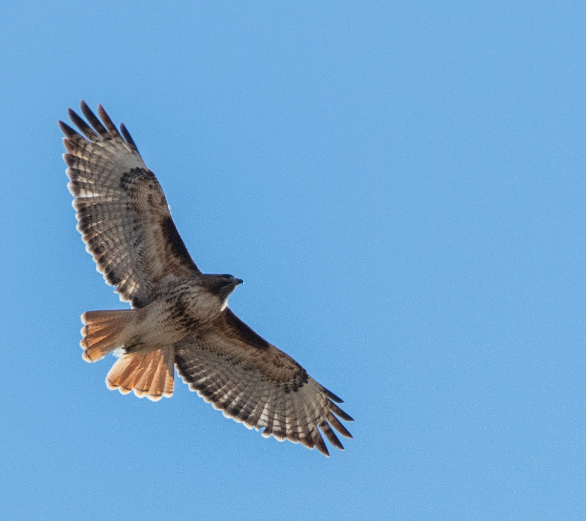 Red-tailed Hawk - Louisa Evers