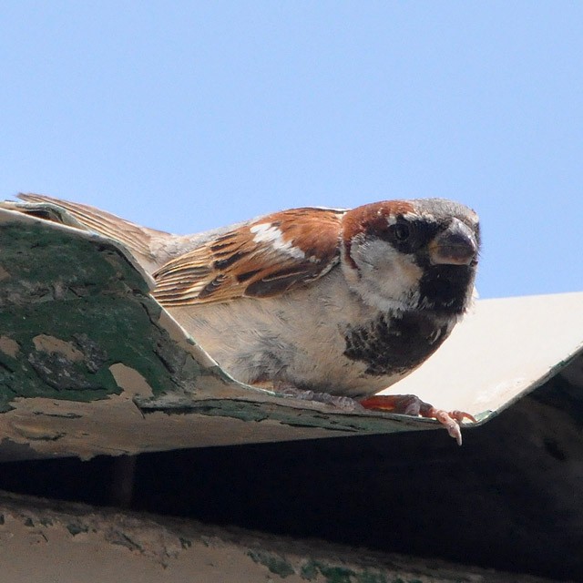 House Sparrow - Andrés Cecconi