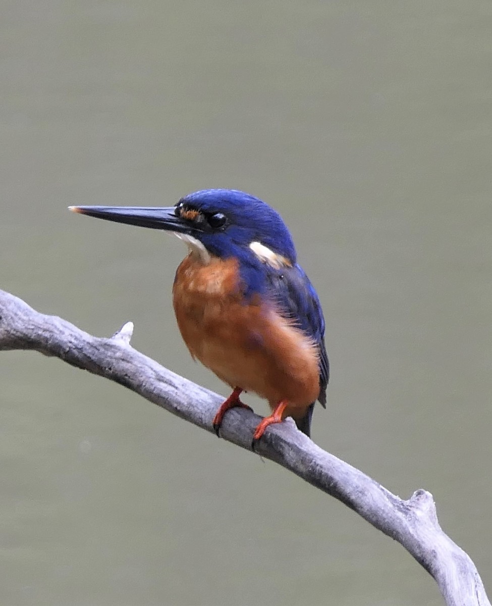 Azure Kingfisher - Don McIvor