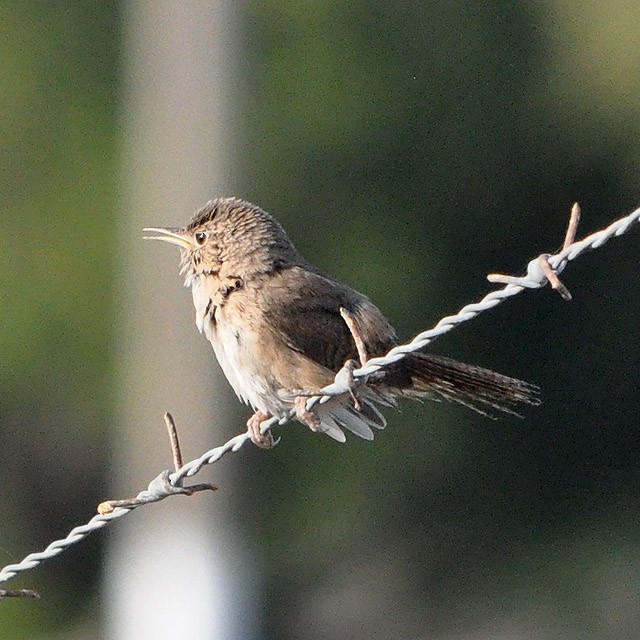 House Wren - ML313091821