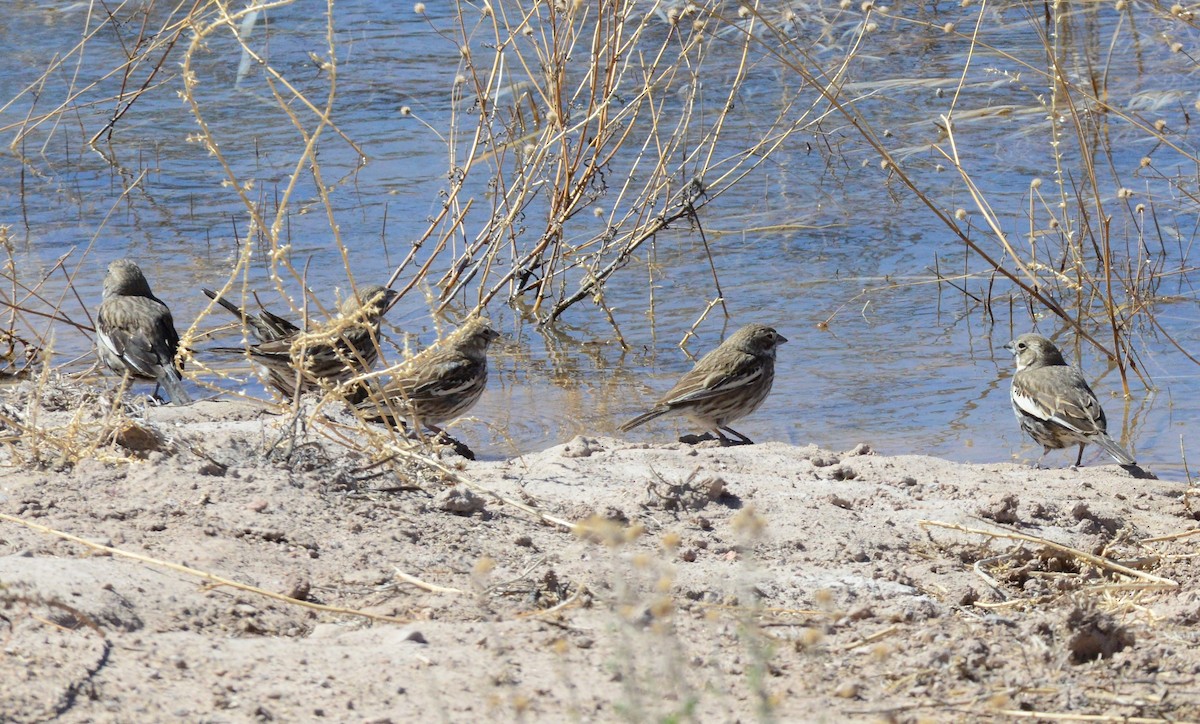 Lark Bunting - ML313096421