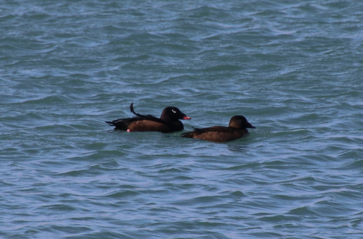 White-winged Scoter - ML313097421