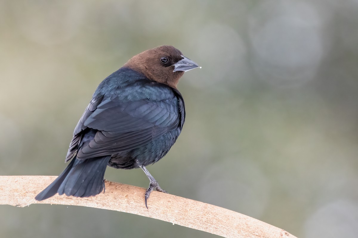Brown-headed Cowbird - ML313099421