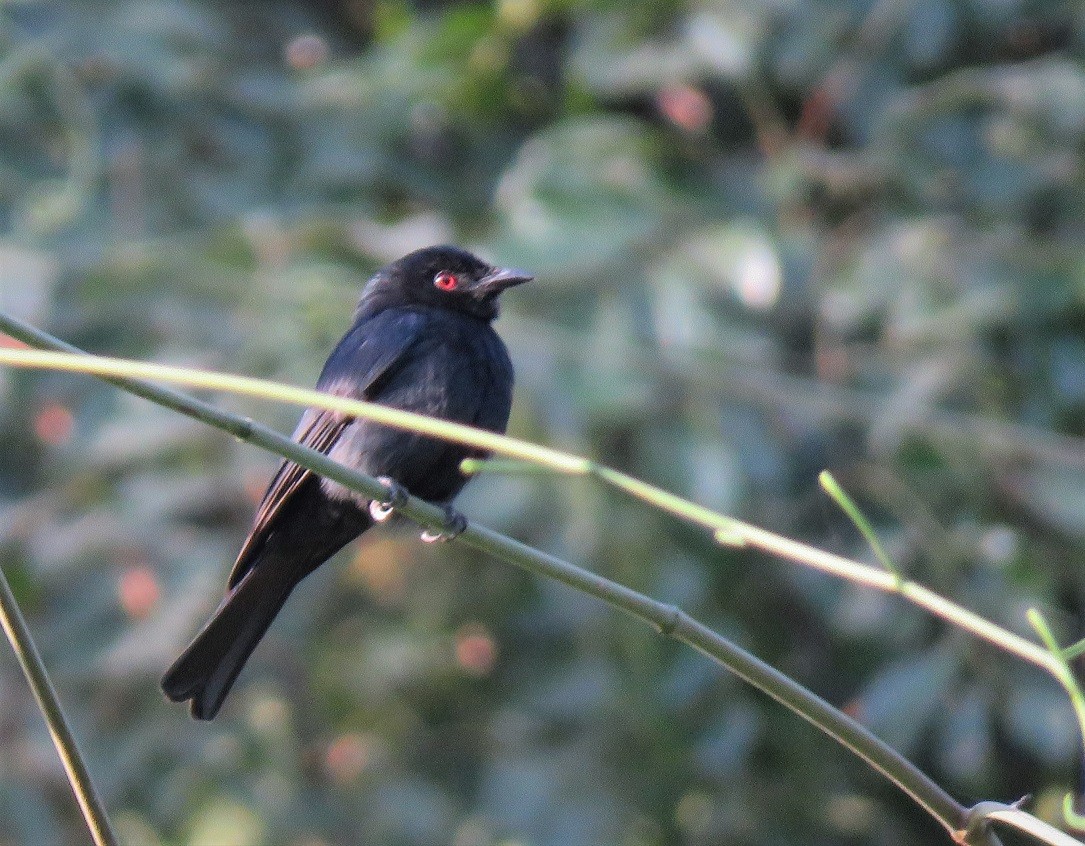 Sharpe's Drongo (occidentalis) - ML313100361