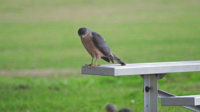 Cooper's Hawk - ML313100421