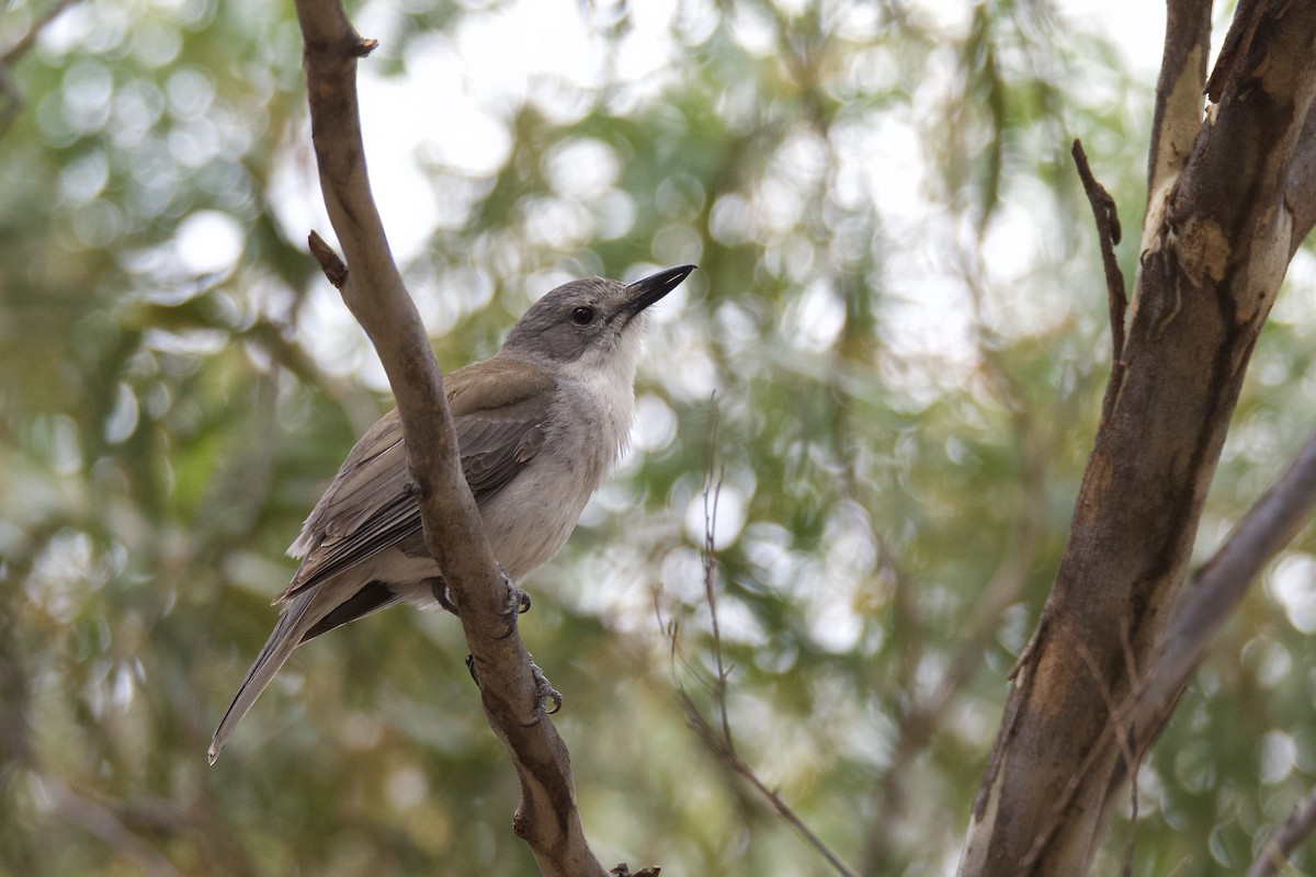 Gray Shrikethrush - ML313101041