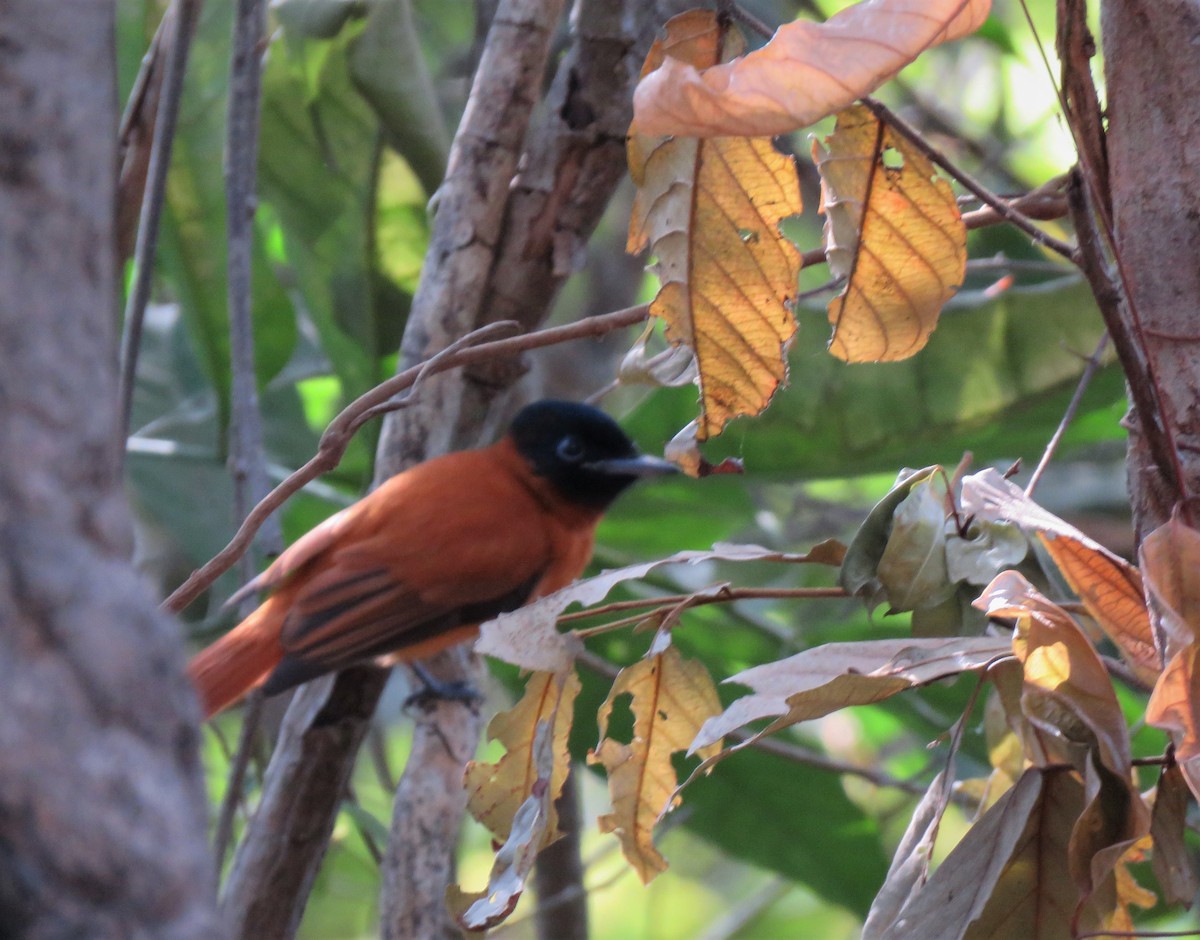 Black-headed Paradise-Flycatcher (Red-bellied) - ML313101431