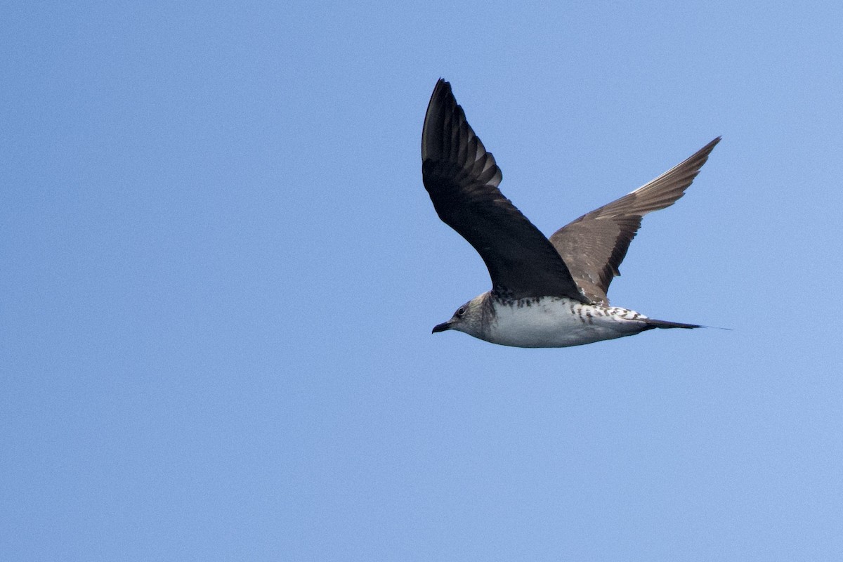 Long-tailed Jaeger - Peter Allen