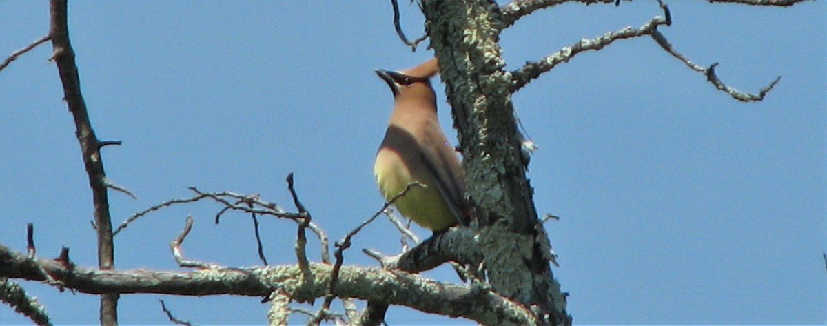 Cedar Waxwing - ML31310231