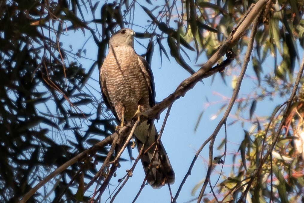 Gavilán de Cooper - ML313102771