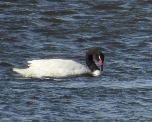 Cygne à cou noir - ML313103411