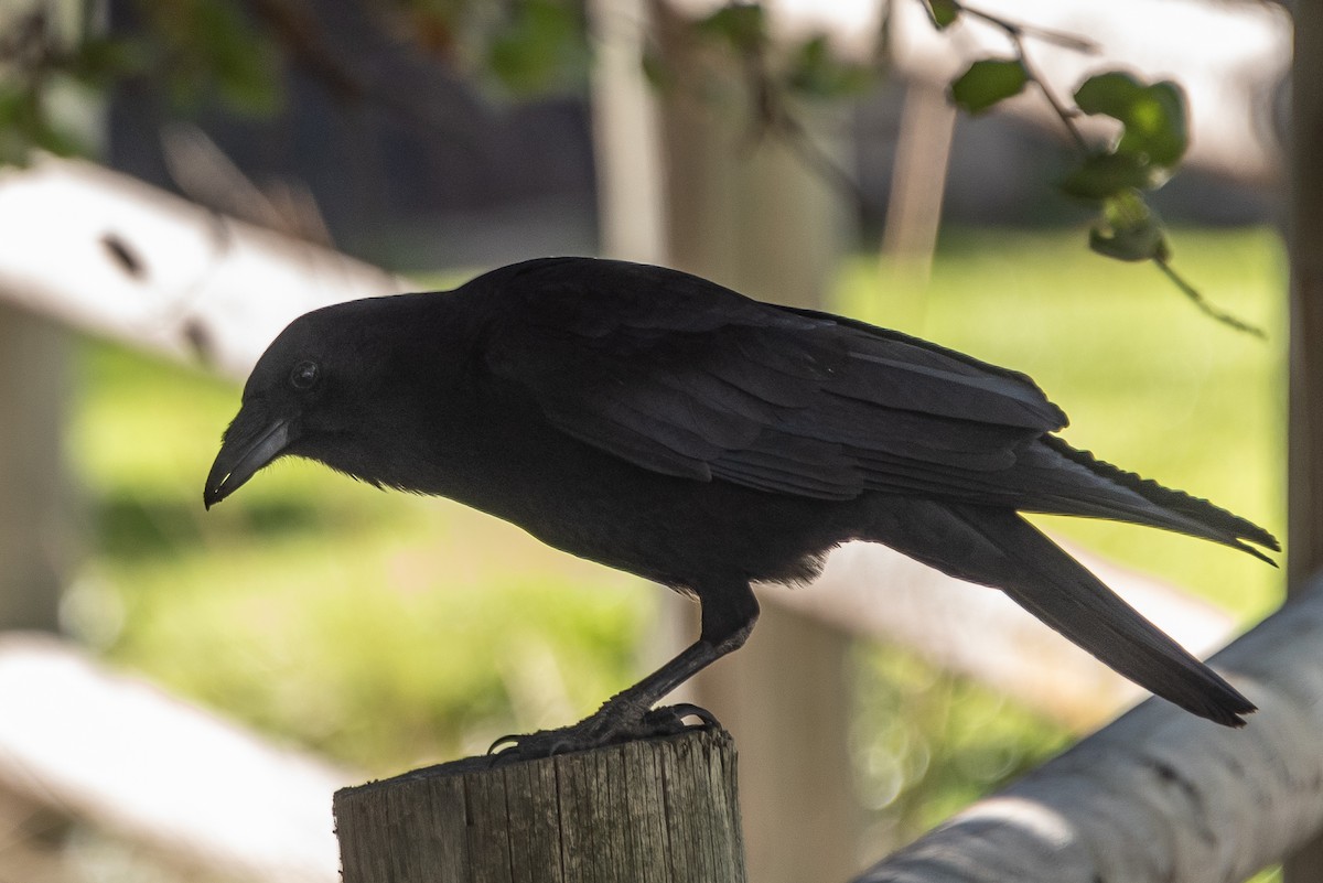 American Crow - ML313104151