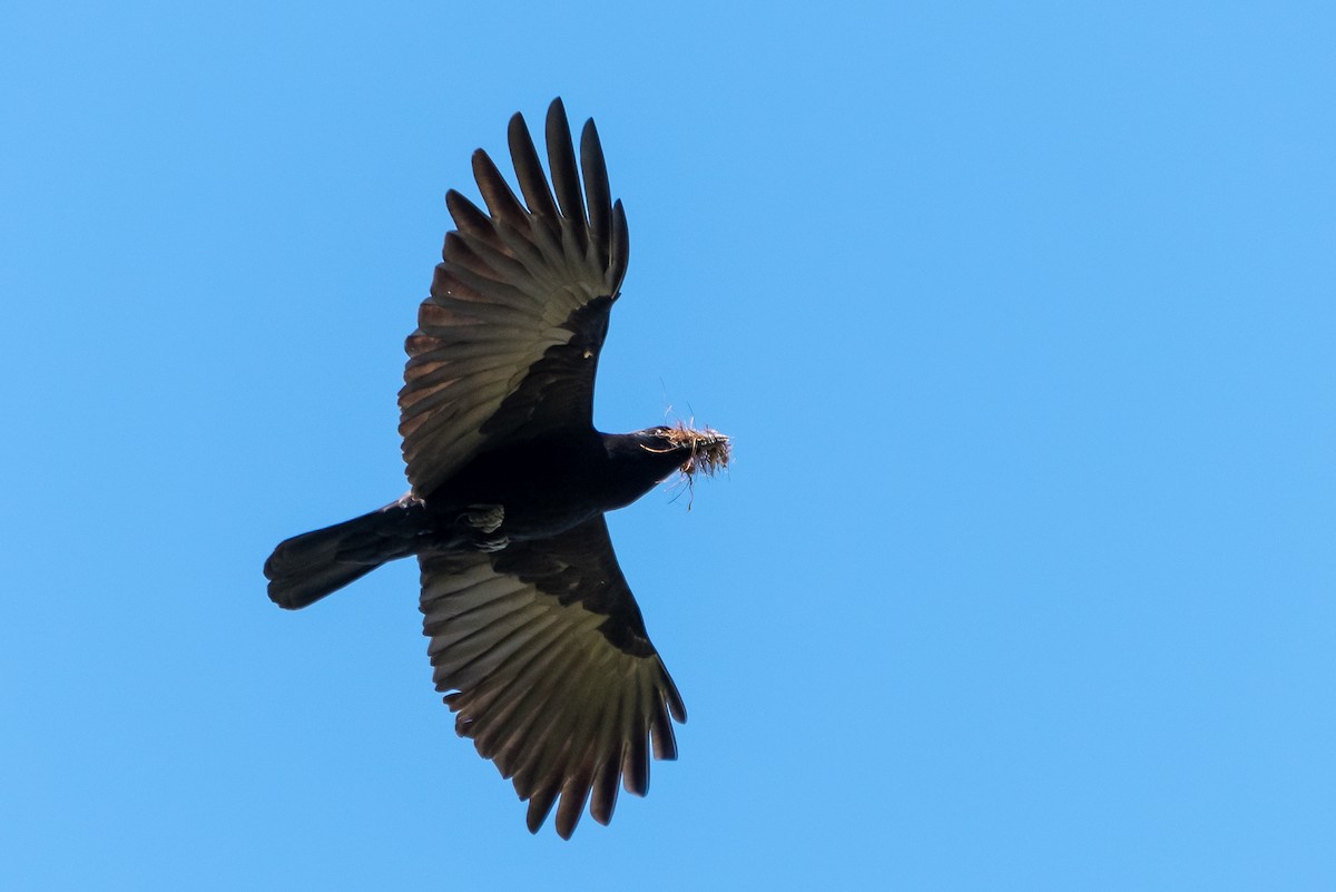 American Crow - ML313104161