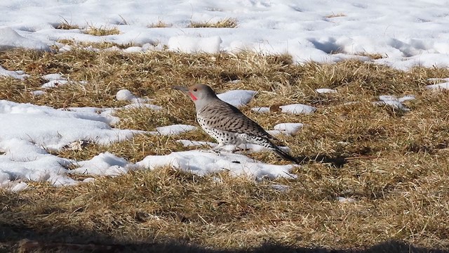Northern Flicker (Yellow-shafted x Red-shafted) - ML313104251