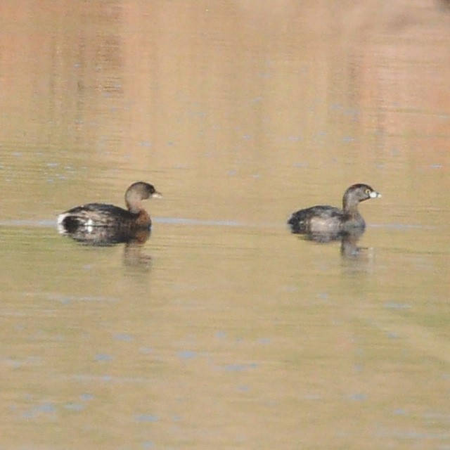 Pied-billed Grebe - ML313106781