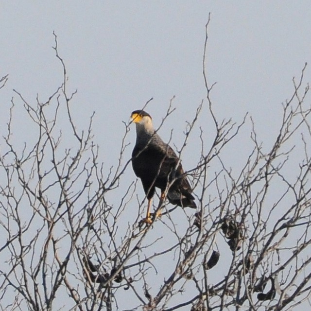 Crested Caracara (Southern) - Andrés Cecconi