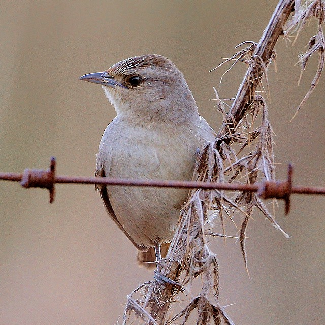 Little Thornbird - ML313107081