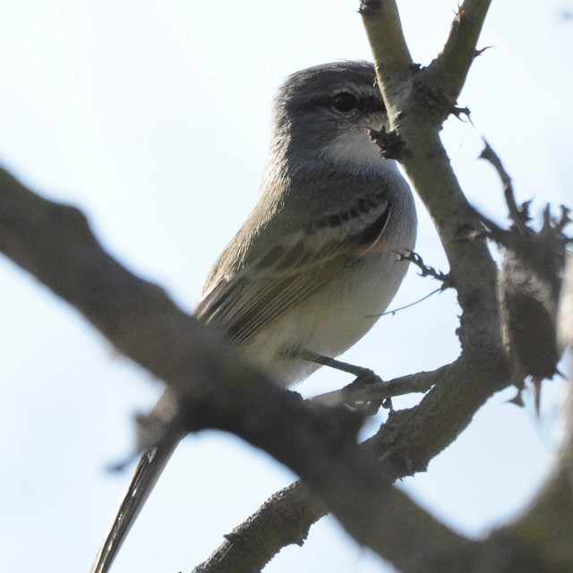 Suiriri Flycatcher - ML313107221