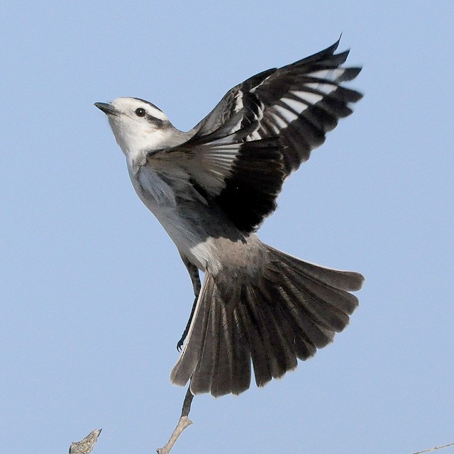 Black-crowned Monjita - ML313107241