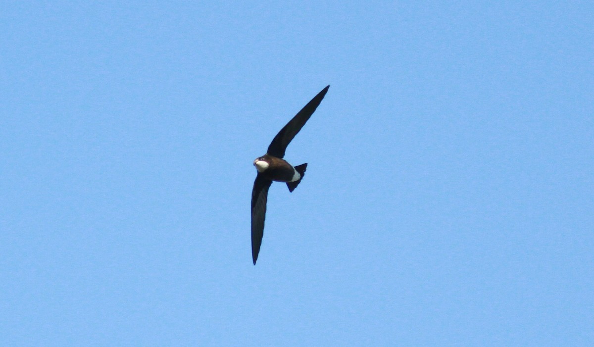 White-throated Needletail - ML313107261