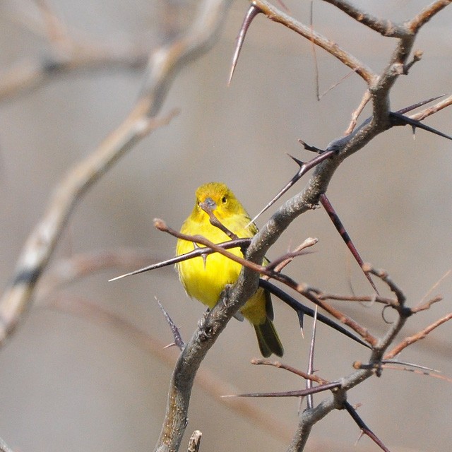 Saffron Finch - Andrés Cecconi