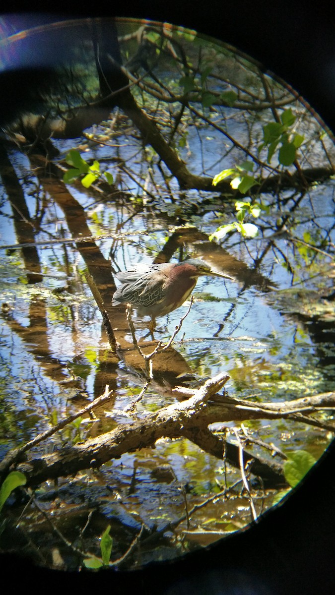 Green Heron - ML313109131