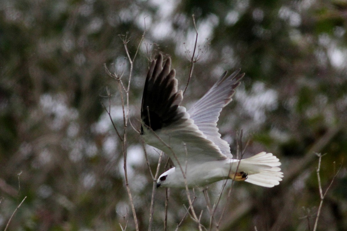 Black-shouldered Kite - Chris Chafer
