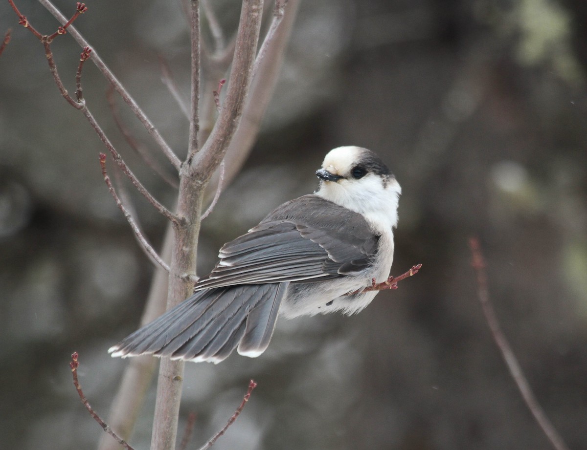 Canada Jay - ML313110411