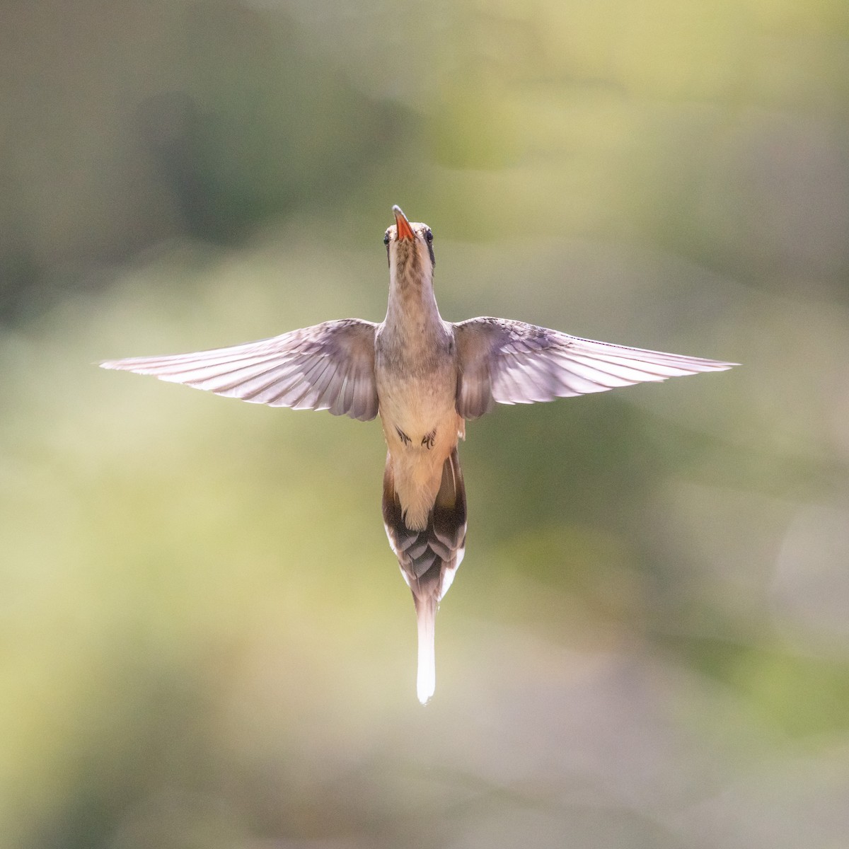 Pale-bellied Hermit - ML313110791