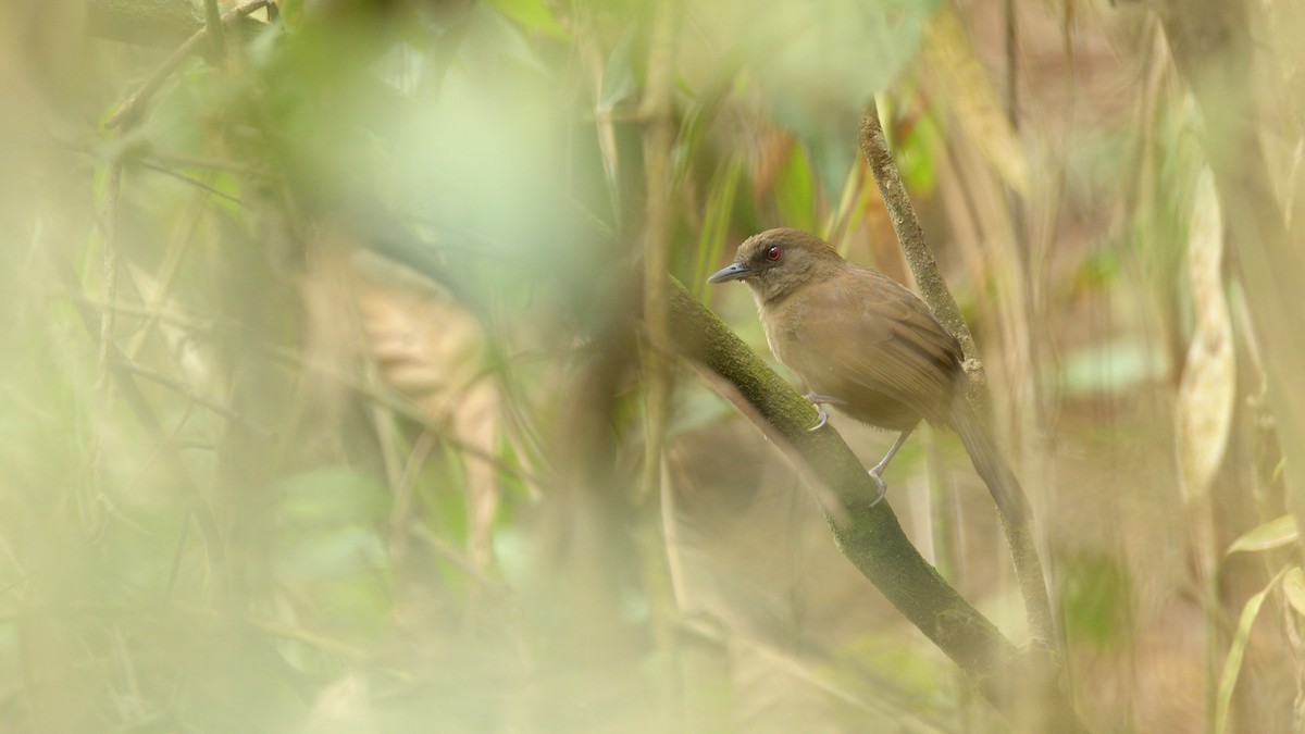 Western Fire-eye (Pacific) - Miguel Aguilar @birdnomad