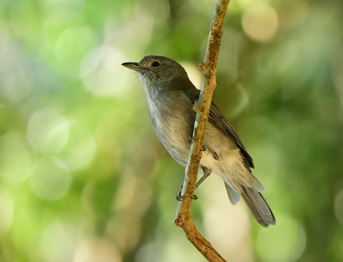 Gray Shrikethrush - ML313113551