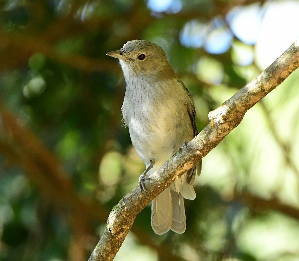 Gray Shrikethrush - ML313113561