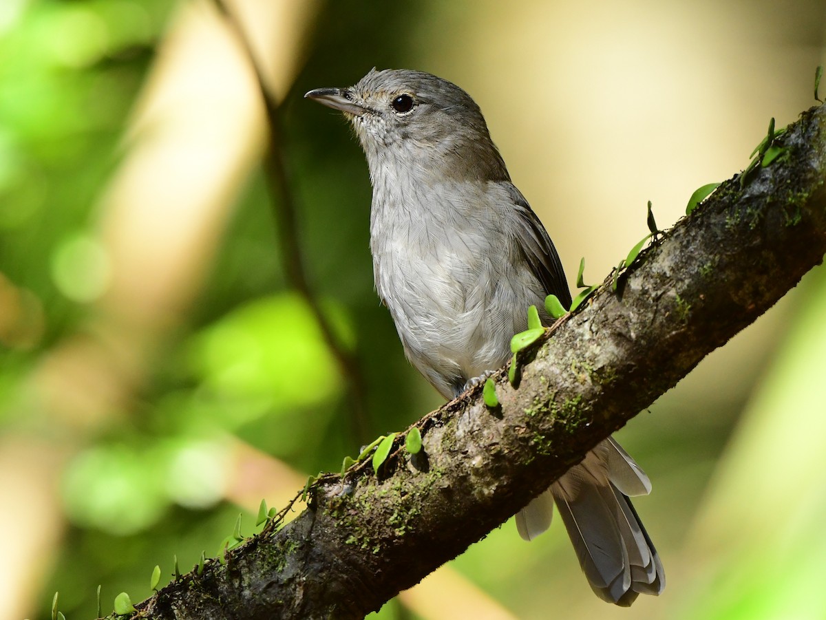 Gray Shrikethrush - ML313113581