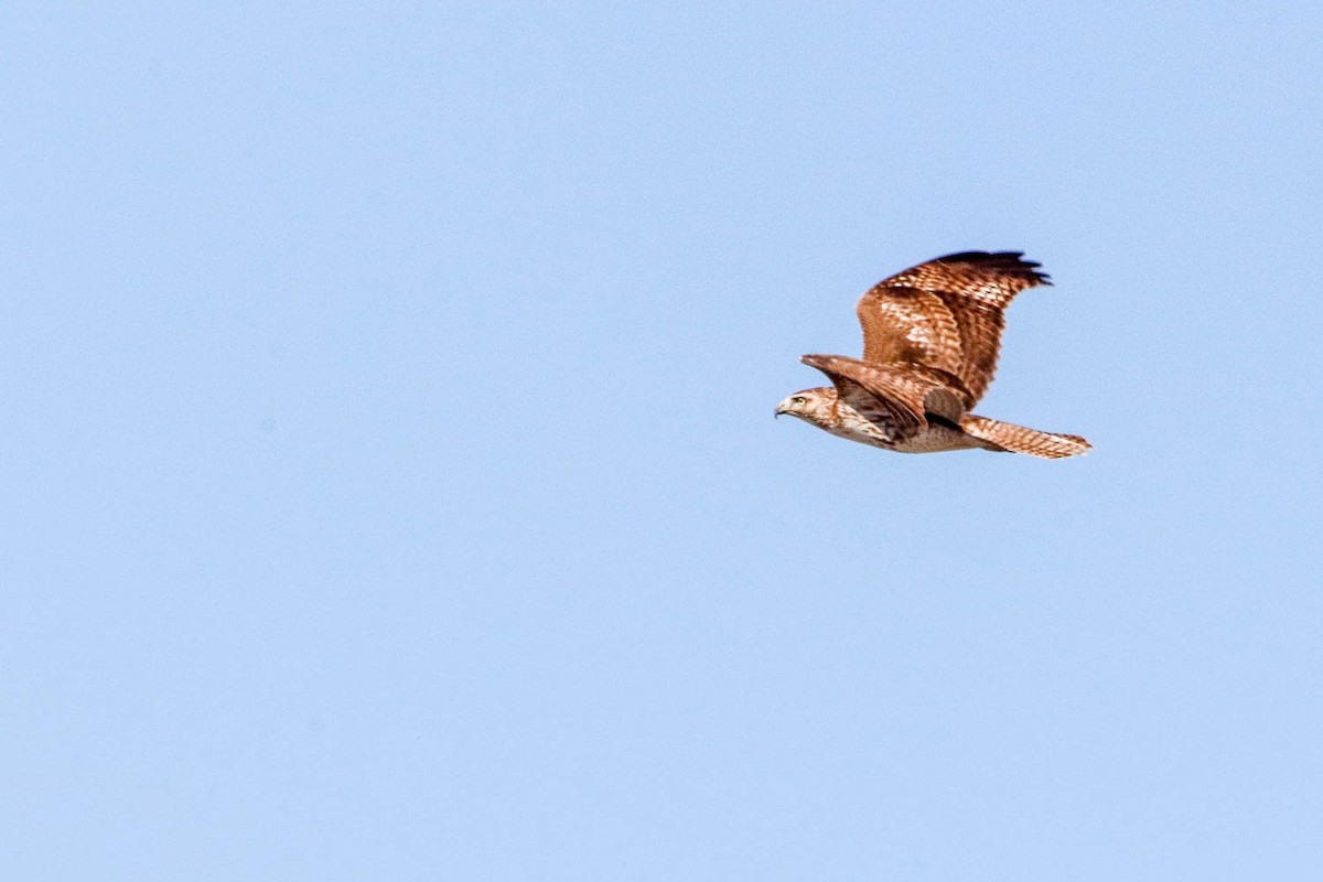 Red-tailed Hawk - ML313114771