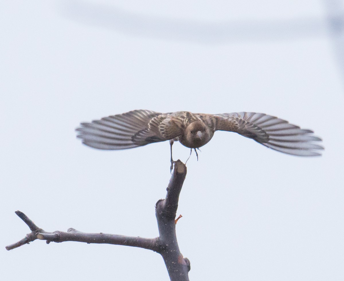 Plain Mountain Finch - Harish Thangaraj