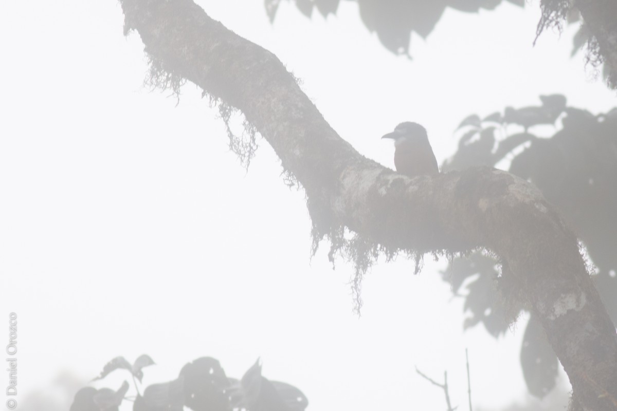 White-faced Nunbird - ML31311601